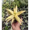 Aloe Somaliensis Aurea Variegated, real feature image plant. Picture taken directly from kaktus.id community Aloe farmer green houses.