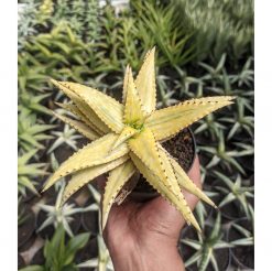 Aloe Somaliensis Aurea Variegated, real feature image plant. Picture taken directly from kaktus.id community Aloe farmer green houses.