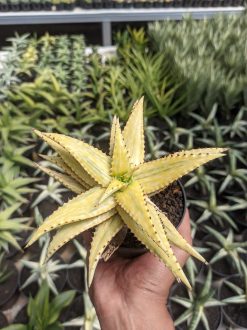 Aloe Somaliensis Aurea Variegated, real gallery image #5 plants. Picture taken directly from kaktus.id community Aloe farmer green houses.
