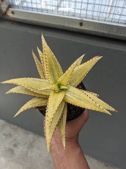 Aloe Somaliensis Aurea Variegated, real gallery image #4 plants. Picture taken directly from kaktus.id community Aloe farmer green houses.