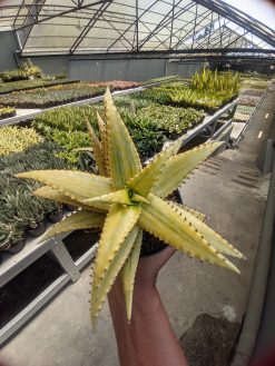 Aloe Somaliensis Aurea Variegated, real gallery image #3 plants. Picture taken directly from kaktus.id community Aloe farmer green houses.