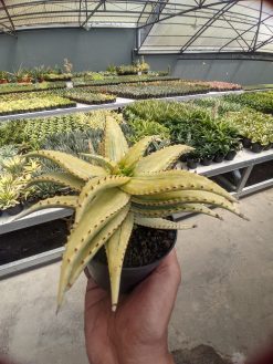 Aloe Somaliensis Aurea Variegated, real gallery image #2 plants. Picture taken directly from kaktus.id community Aloe farmer green houses.