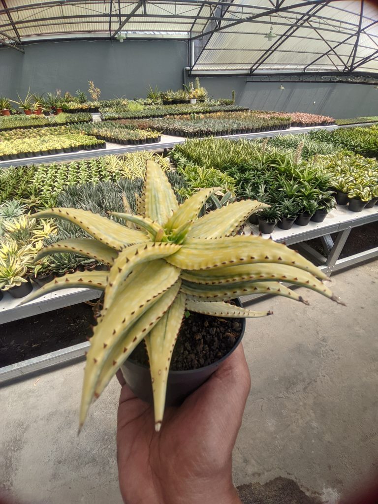 kaktus.id