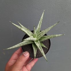 Sansevieria Cinta, real feature image plant. Picture taken directly from kaktus.id community Sansevieria farmer green houses.