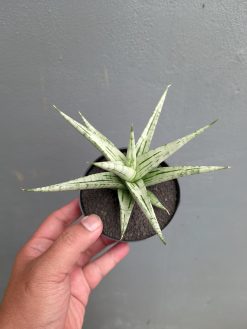 Sansevieria Cinta, real gallery image #2 plants. Picture taken directly from kaktus.id community Sansevieria farmer green houses.