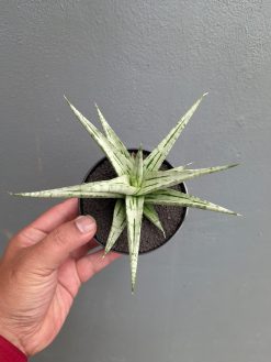 Sansevieria Cinta, real gallery image #11 plants. Picture taken directly from kaktus.id community Sansevieria farmer green houses.