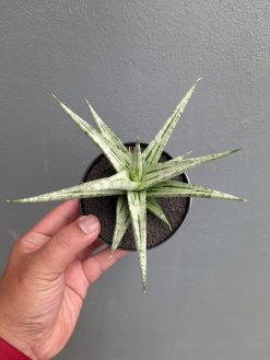 Sansevieria Cinta, real gallery image #12 plants. Picture taken directly from kaktus.id community Sansevieria farmer green houses.