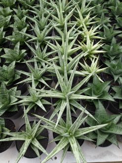 Sansevieria Cinta, real gallery image #1 plants. Picture taken directly from kaktus.id community Sansevieria farmer green houses.