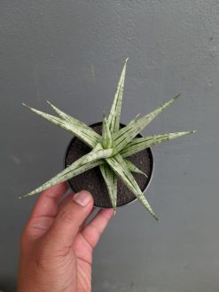 Sansevieria Cinta, real gallery image #3 plants. Picture taken directly from kaktus.id community Sansevieria farmer green houses.