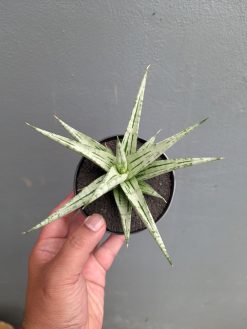 Sansevieria Cinta, real gallery image #4 plants. Picture taken directly from kaktus.id community Sansevieria farmer green houses.