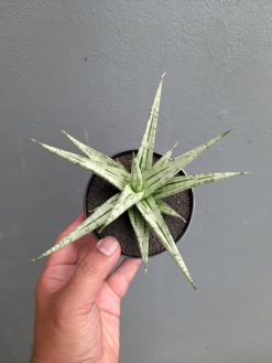 Sansevieria Cinta, real gallery image #5 plants. Picture taken directly from kaktus.id community Sansevieria farmer green houses.