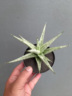 Sansevieria Cinta, real gallery image #6 plants. Picture taken directly from kaktus.id community Sansevieria farmer green houses.