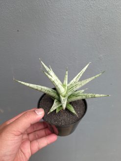 Sansevieria Cinta, real gallery image #7 plants. Picture taken directly from kaktus.id community Sansevieria farmer green houses.