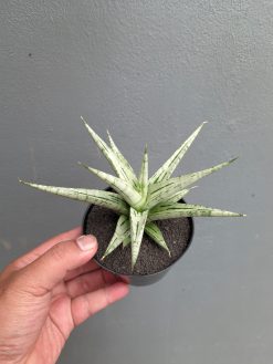 Sansevieria Cinta, real gallery image #8 plants. Picture taken directly from kaktus.id community Sansevieria farmer green houses.
