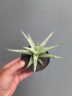 Sansevieria Cinta, real gallery image #9 plants. Picture taken directly from kaktus.id community Sansevieria farmer green houses.