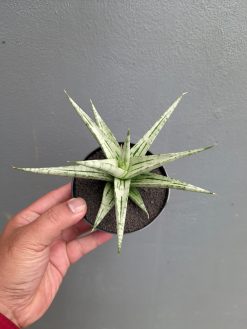 Sansevieria Cinta, real gallery image #10 plants. Picture taken directly from kaktus.id community Sansevieria farmer green houses.