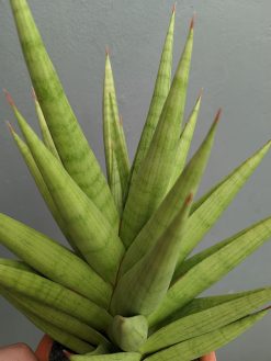 Sansevieria Juleha Size XL, real gallery image #1 plants. Picture taken directly from kaktus.id community Sansevieria farmer green houses.