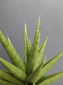 Sansevieria Juleha Size XL, real gallery image #2 plants. Picture taken directly from kaktus.id community Sansevieria farmer green houses.