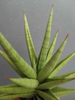 Sansevieria Juleha Size XL, real gallery image #3 plants. Picture taken directly from kaktus.id community Sansevieria farmer green houses.