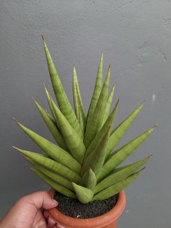 Sansevieria Juleha Size XL, real gallery image #4 plants. Picture taken directly from kaktus.id community Sansevieria farmer green houses.