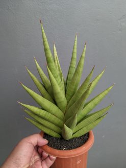 Sansevieria Juleha Size XL, real gallery image #5 plants. Picture taken directly from kaktus.id community Sansevieria farmer green houses.