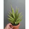Sansevieria Juleha Size XL, real feature image plant. Picture taken directly from kaktus.id community Sansevieria farmer green houses.