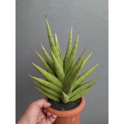 Sansevieria Juleha Size XL, real feature image plant. Picture taken directly from kaktus.id community Sansevieria farmer green houses.