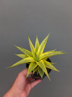 Sansevieria Cordova Cream, real gallery image #2 plants. Picture taken directly from kaktus.id community Sansevieria farmer green houses.