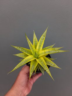Sansevieria Cordova Cream, real gallery image #3 plants. Picture taken directly from kaktus.id community Sansevieria farmer green houses.