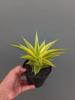 Sansevieria Cordova Cream, real gallery image #5 plants. Picture taken directly from kaktus.id community Sansevieria farmer green houses.