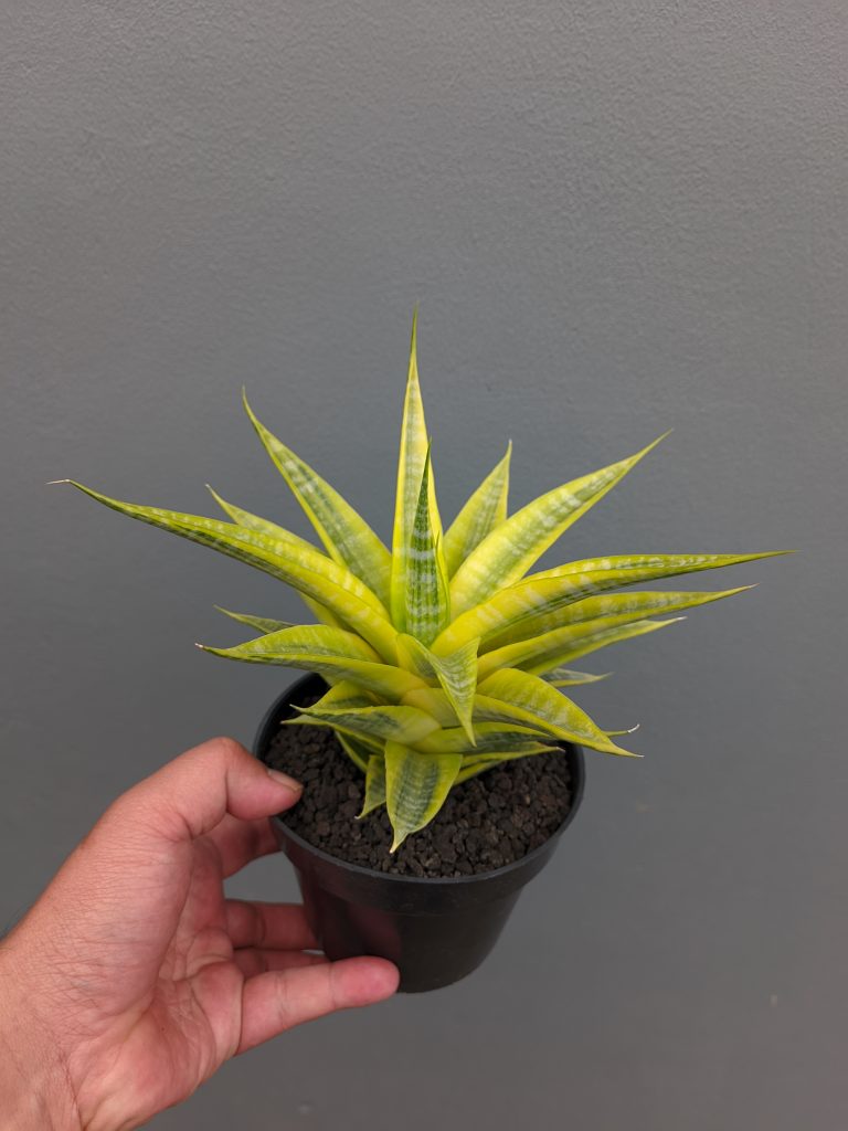 kaktus.id