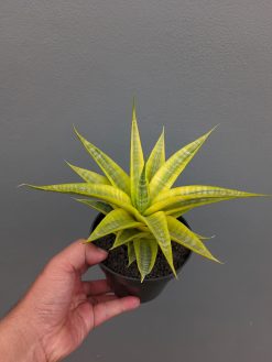 Sansevieria Cordova Cream, real gallery image #1 plants. Picture taken directly from kaktus.id community Sansevieria farmer green houses.