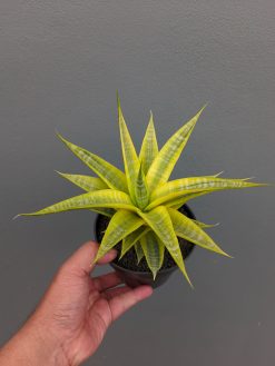 Sansevieria Cordova Cream, real gallery image #6 plants. Picture taken directly from kaktus.id community Sansevieria farmer green houses.