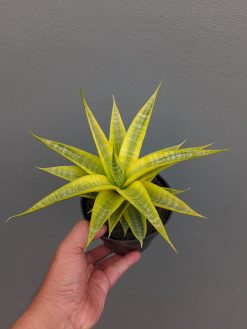 Sansevieria Cordova Cream, real gallery image #7 plants. Picture taken directly from kaktus.id community Sansevieria farmer green houses.
