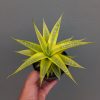 Sansevieria Cordova Cream, real feature image plant. Picture taken directly from kaktus.id community Sansevieria farmer green houses.