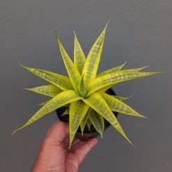 Sansevieria Cordova Cream, real feature image plant. Picture taken directly from kaktus.id community Sansevieria farmer green houses.