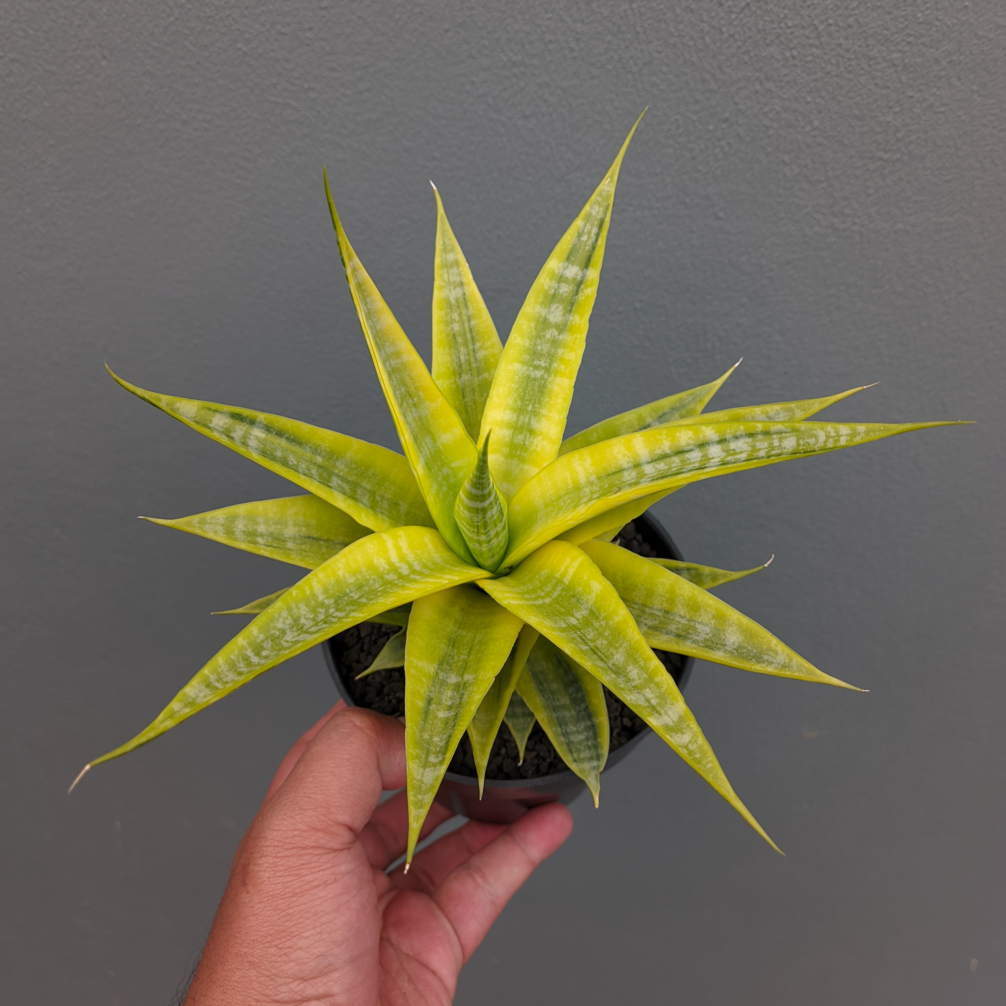 sansevieria weiche blätter Bogenhanf 'Moonshine' main image 1