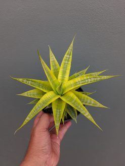 Sansevieria Cordova Cream, real gallery image #8 plants. Picture taken directly from kaktus.id community Sansevieria farmer green houses.
