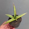 Sansevieria Doris Pfennig Variegated, real feature image plant. Picture taken directly from kaktus.id community Sansevieria farmer green houses.