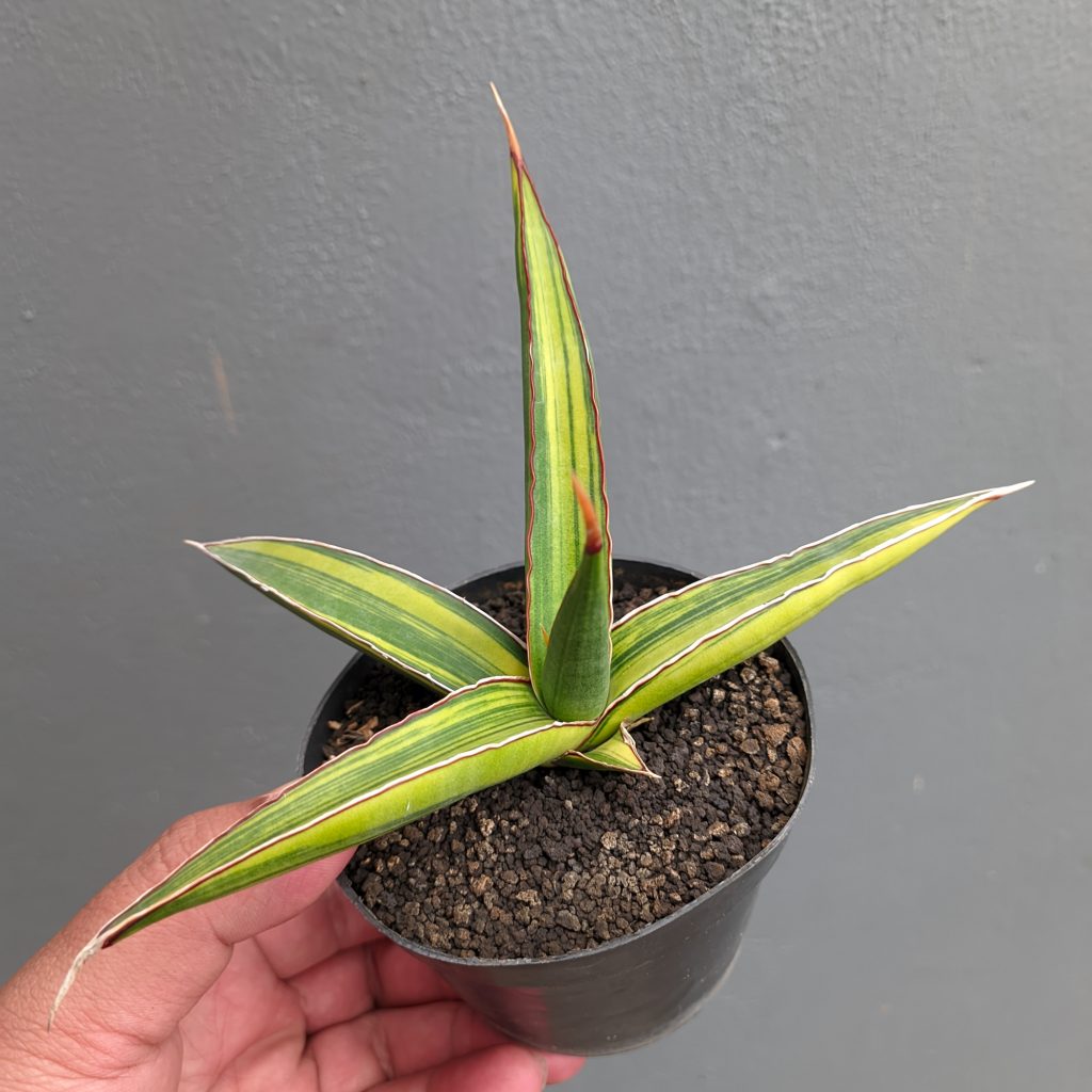 kaktus.id