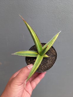Sansevieria Doris Pfennig Variegated, real gallery image #1 plants. Picture taken directly from kaktus.id community Sansevieria farmer green houses.