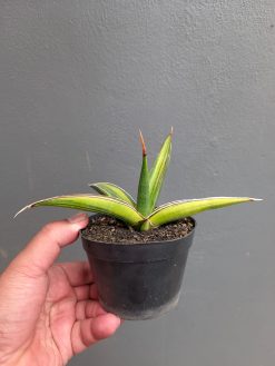 Sansevieria Doris Pfennig Variegated, real gallery image #2 plants. Picture taken directly from kaktus.id community Sansevieria farmer green houses.