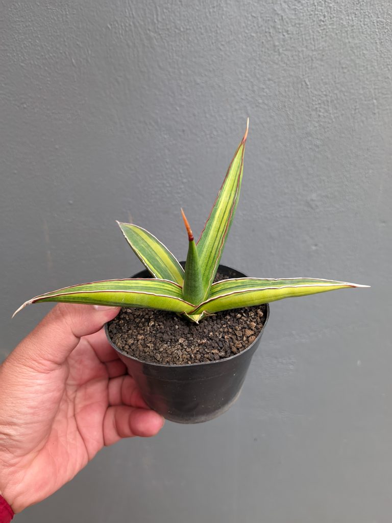 kaktus.id