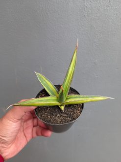Sansevieria Doris Pfennig Variegated, real gallery image #4 plants. Picture taken directly from kaktus.id community Sansevieria farmer green houses.