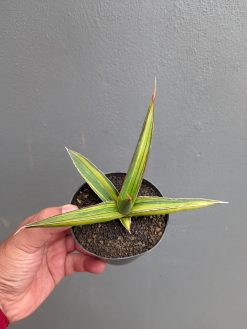 Sansevieria Doris Pfennig Variegated, real gallery image #5 plants. Picture taken directly from kaktus.id community Sansevieria farmer green houses.