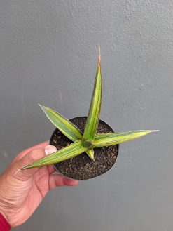 Sansevieria Doris Pfennig Variegated, real gallery image #6 plants. Picture taken directly from kaktus.id community Sansevieria farmer green houses.