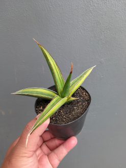 Sansevieria Doris Pfennig Variegated, real gallery image #7 plants. Picture taken directly from kaktus.id community Sansevieria farmer green houses.