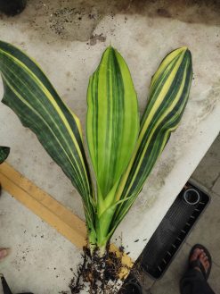 Sansevieria Malawi Midnight, real gallery image #3 plants. Picture taken directly from kaktus.id community Sansevieria farmer green houses.