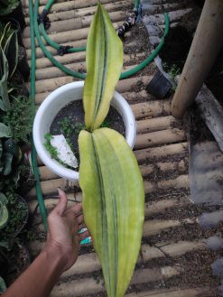 Sansevieria Malawi Midnight, real gallery image #5 plants. Picture taken directly from kaktus.id community Sansevieria farmer green houses.