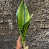 Sansevieria Malawi Midnight, real feature image plant. Picture taken directly from kaktus.id community Sansevieria farmer green houses.